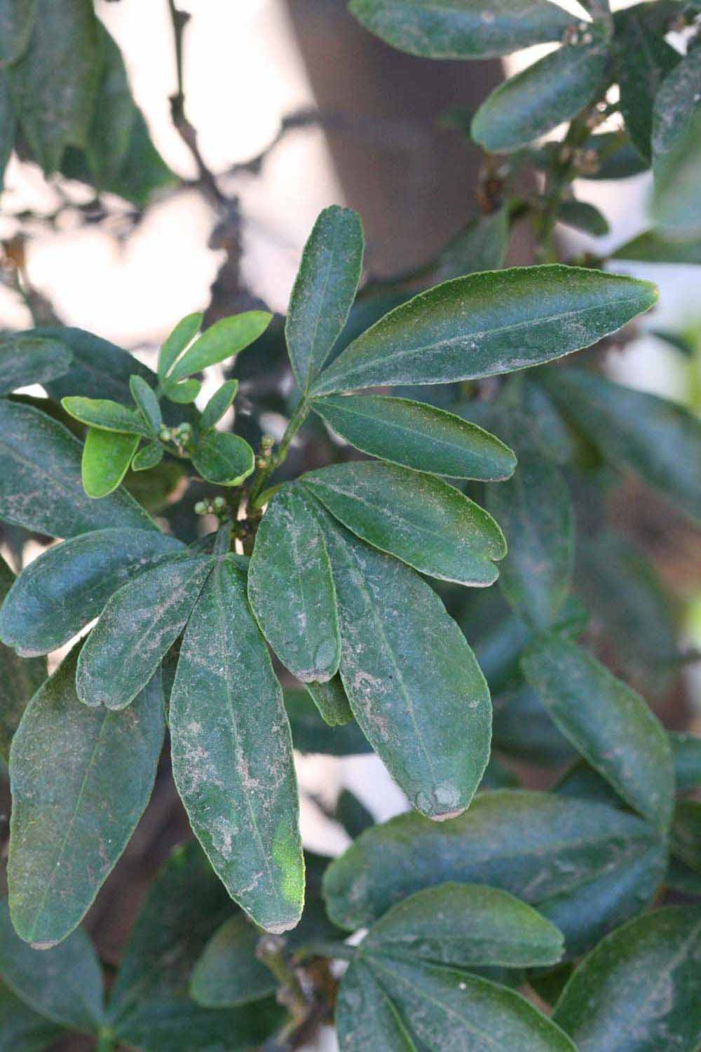              Shade leaves (Riverside, CA)       